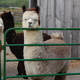 alpaca for sale