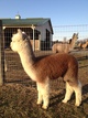 alpaca for sale