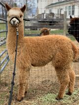 alpaca for sale