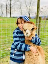 alpaca for sale