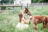 alpaca for sale