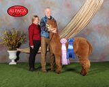 alpaca for sale