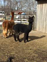 alpaca for sale