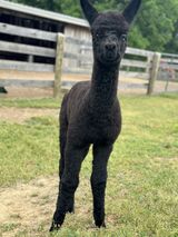 alpaca for sale