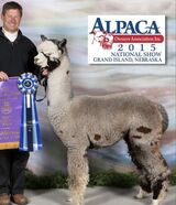 alpaca for sale