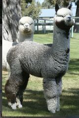 alpaca for sale
