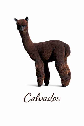 Photo of 5C's Calvados
