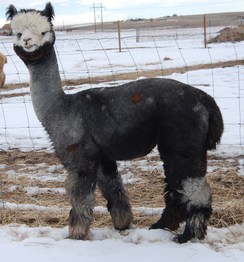 Photo of Mile High Dorian Gray