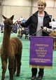 COLOR CHAMP @ 2017 BUCKEYE SHOW
