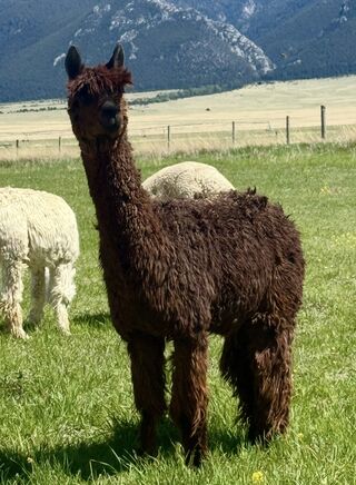 Photo of Fir Meadow Sniper's Lila