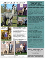 alpaca for sale