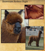alpaca for sale