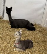 alpaca for sale