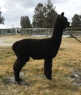 alpaca for sale