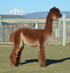 PATAGONIA'S ERNESTO