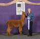 alpaca for sale
