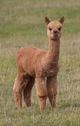 alpaca for sale