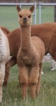 alpaca for sale