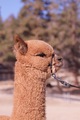 alpaca for sale