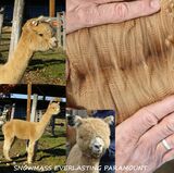 alpaca for sale