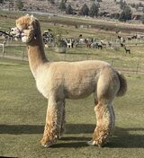 Photo of ESTATES RINGMASTER'S CROWN SCEPTER - LIMITED BREEDINGS