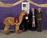 Photo of ESTATES XXXTREME LEGACY PASSION - SOLD (UNITED KINGDOM)