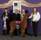 alpaca for sale