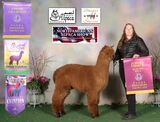 alpaca for sale