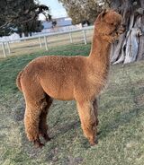 alpaca for sale