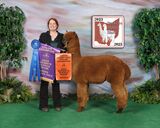 alpaca for sale