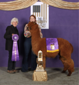 alpaca for sale