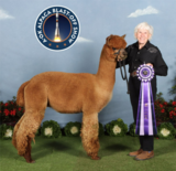 alpaca for sale