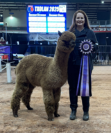 alpaca for sale