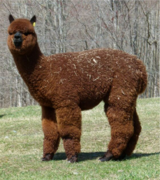 alpaca for sale