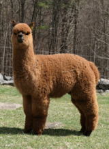 alpaca for sale