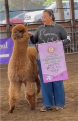 alpaca for sale