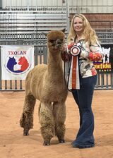 alpaca for sale