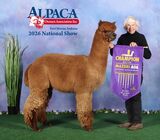Photo of CCNF BELLIEVEITORNOT - LIMITED BREEDINGS