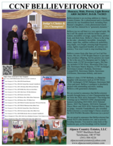 alpaca for sale