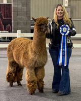 alpaca for sale