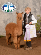 alpaca for sale