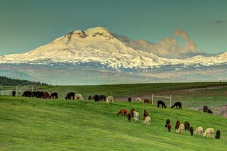 Guided Ranch Tour with Alpaca Meet/Greet