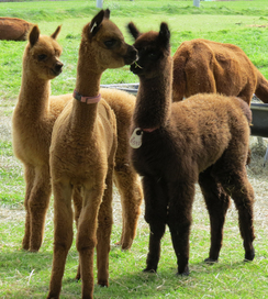 National Alpaca Farm Days Open House