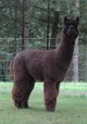 alpaca for sale