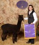 alpaca for sale