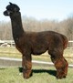 alpaca for sale