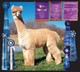 alpaca for sale