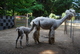 alpaca for sale