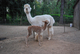 alpaca for sale