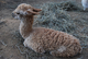 alpaca for sale